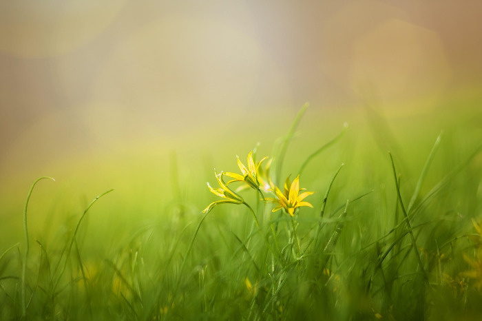 small yellow flower