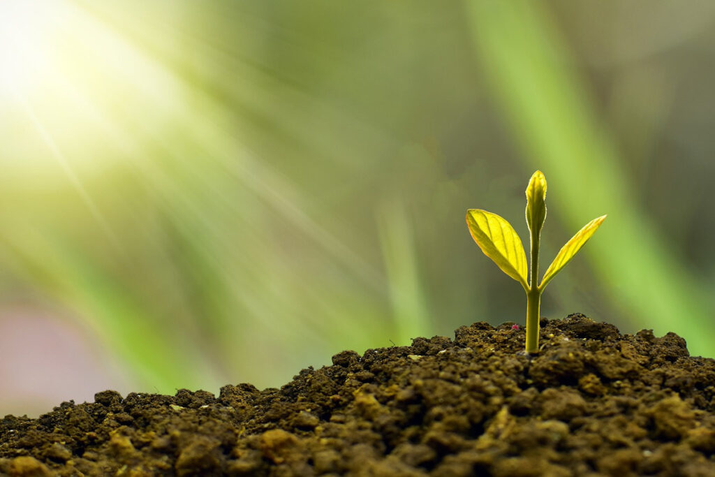 small sapling sprouting from soil with sunlight shining on it